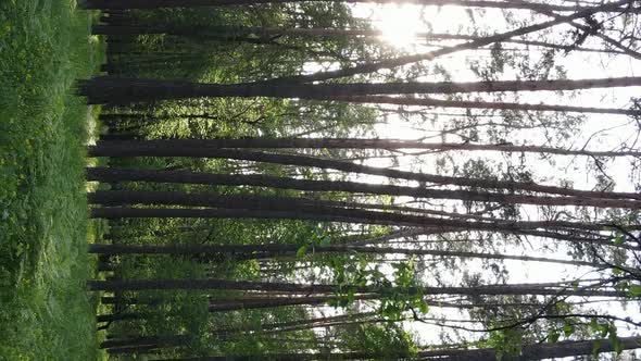 Vertical Video of a Beautiful Green Pine Forest on a Summer Day Slow Motion alt
