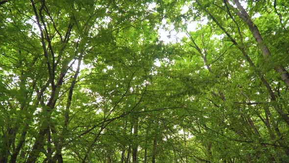 Morning in Green Spring Forest