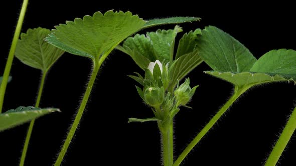 Timelapse of Growing and Blooming Strawberry Isolated on Black Background alt