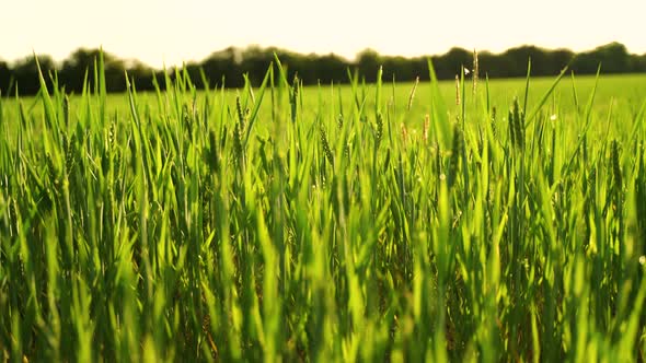 Young crop shoots at sunrise 