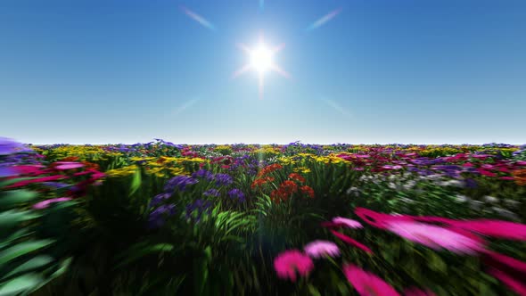 Flowers With Sun alt