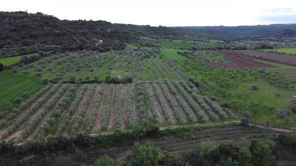 Aerial View of Olive Tree Plantation alt