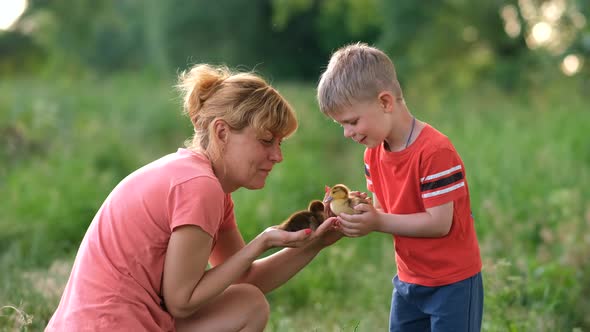 A mother and a young son hold small duck Chicks in their hands on a green lawn.