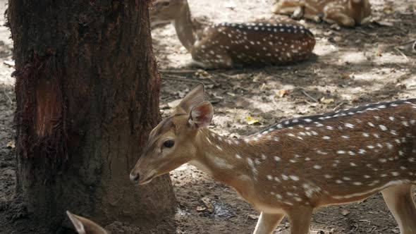 A Young Spotted Deer with a Walk Along a Pack of Deer on a Sunny Day