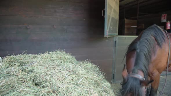 View of Beautiful Brown Horse Eating Hay in a Stable on Horse Farm