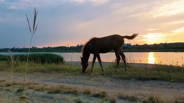 Foal grazing grass over sunset background