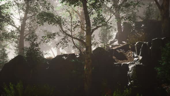 Summer Forest with Deep Fog alt