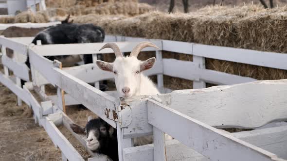 Black and White Goats in a Wooden Cage Outside in Winter