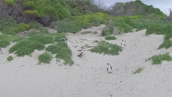 funny penguin trips and falls alt