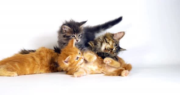 Brown Tortie Blotched Tabby, blue Blotched Tabby and Cream Blotched tabby Maine Coon,  Suckling alt