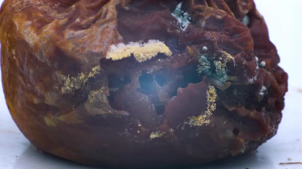 Rotten pear covered with mold with maggots alt