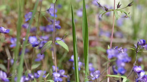 Forget-Me-Not Forest Flowers 02 alt