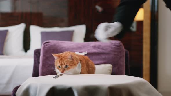Waiter and a cat in a hotel room alt