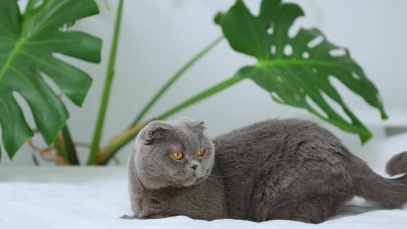 Scottish Fold cat, lying on sofa on a white blanket. A female's hand stroking a cat alt