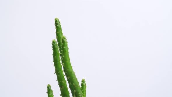 Close Up Of Opuntia Salmiana Plant Revolving Around Itself On The White Screen Background alt