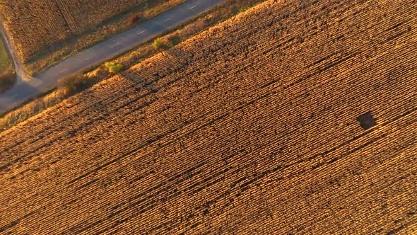 Agricultural Field Ready for Harvest alt
