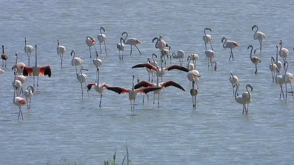 Wild Flamingo Birds in a Wetland Lake in a Real Natural Habitat
