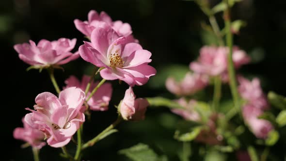 Hybrid rose  plant details 3840X2160 UltraHD footage - Pink Rosa miniature flower shallow DOF 2160p  alt