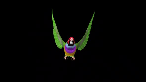 Rainbow Finch - Flying Bird - Front View - Transparent Loop
