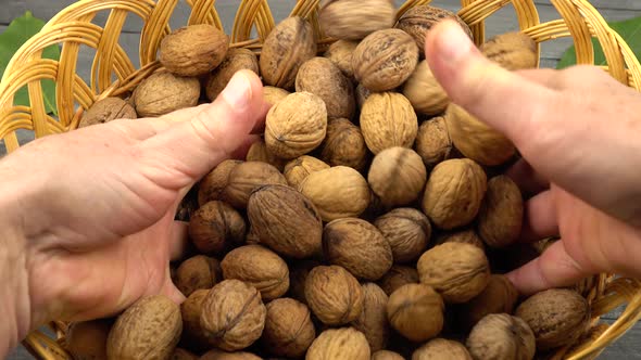 Crop of  walnuts in a wicker basket 