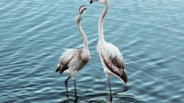Two young flamingos with white plumage are fighting alt