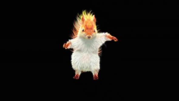 76 White Squirrel Dancing HD alt