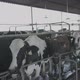 milk cow waiting for milking - VideoHive Item for Sale