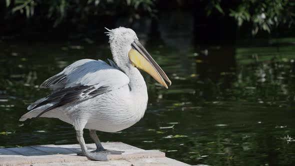 Close Up Portrait of Dalmatian Pelican, Pelecanus Crispus, Staring in Camera. Big Freshwater Bird. alt
