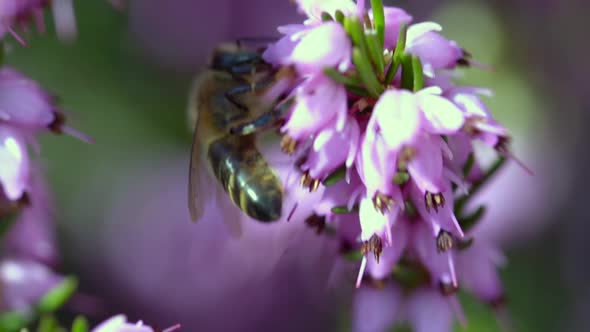 Extreme Close up Bee eating nectar on flowers during sunny day spring day,in slow motion. alt