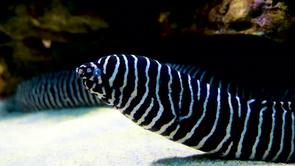 Eye-catching black and white striped Zebra moray eel; close profile shot alt