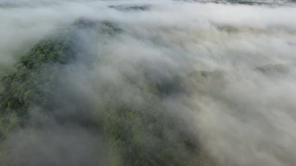Morning Autumn Fog Over Dense Forest