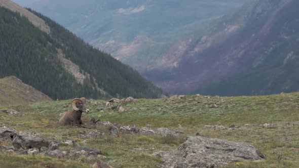 Big horn sheep laying down on mountain top alt
