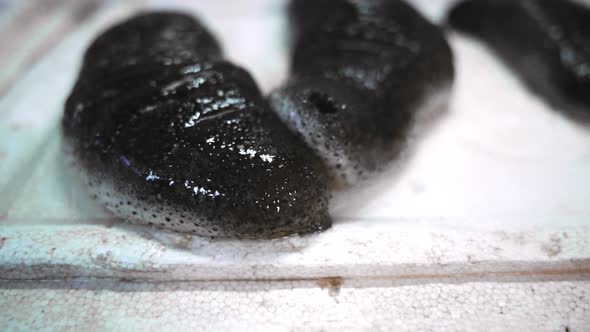 Sea cucumber on a white background. alt