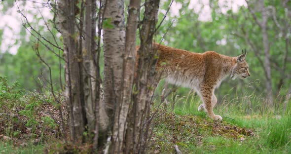 Focused Young European Lynx Going in the Forest a Summer Evening