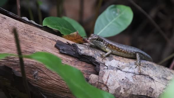 African Lizard Sits on a Log in the Rainforest Zanzibar Trachylepis Striata alt