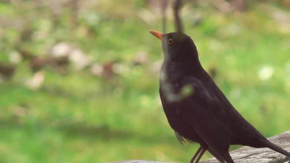 Medium close shot of a Blackbird sitting on an old table with a metal tray on it, his eye framed by alt