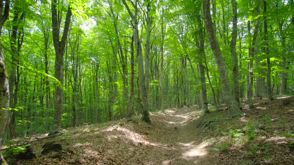 Walking Into the Forest