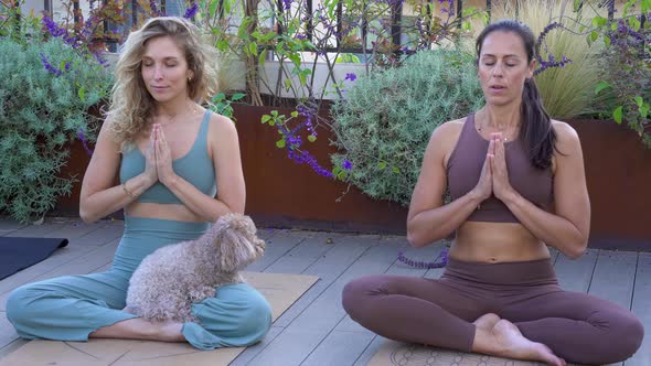 Two Young and Beautiful Girls Practicing Yoga Outdoors with Their Pet