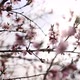 Flowering Cherry - VideoHive Item for Sale