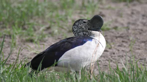 Male African comb duck  alt