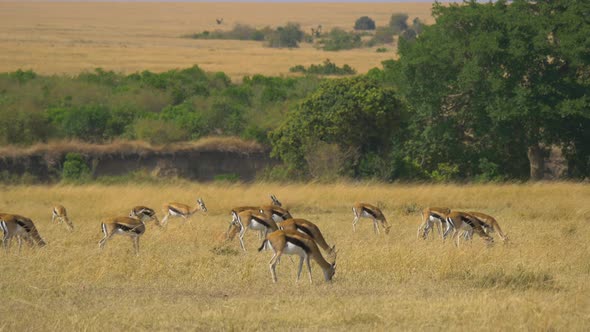 Herd of Thomsons gazelles grazing alt