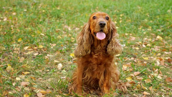 Spaniel with Long Tongue and Brown Fur Sits on Green Meadow alt