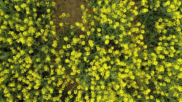 Blooming yellow field on which rapeseed grows. Bright yellow color of the plant. Rapeseed field. alt