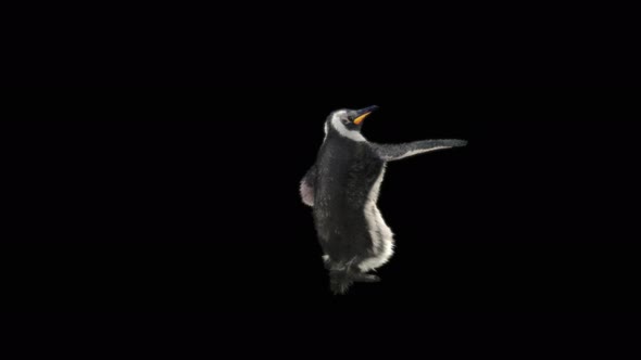 87 Penguin Samba Dancing 4K alt