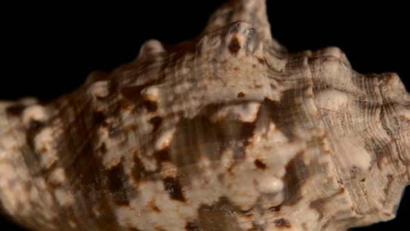 Beige Marine Sea Shell Isolated on Black, Rotation, Reflection, Close Up alt