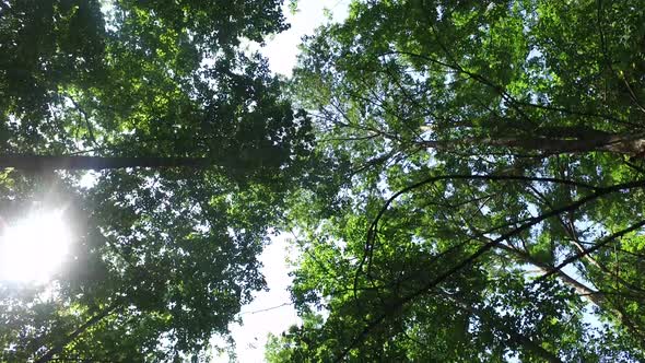 Walking in Woods Forest in Sunny Day alt