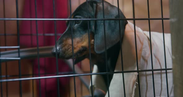 Funny Dachshund Puppy in a Linen Shirt Wants to Get Out of the Cage so It Saws the Bars with a Metal