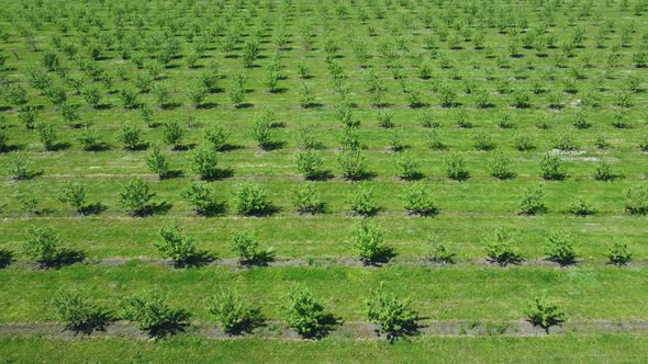 Apple Orchard View From a Height Trees Planted in Straight Rows