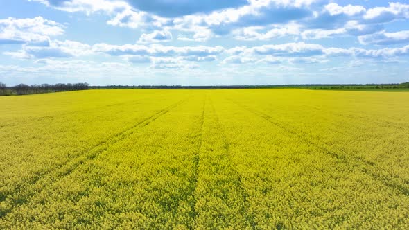 Slow Moving Drone Flies Low Over Rapeseed Yellow Canola Plants alt