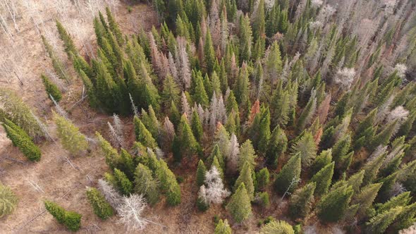 Aerial Shot of Autumn Forest in Siberian Natural Park Stolby